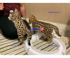 Serval kat, ocelot kat, caracal kat Voor beschikbaar