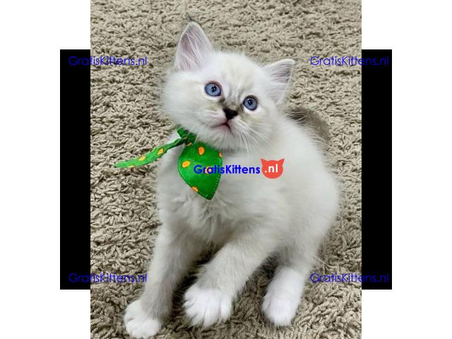 Prachtige Gccf Ragdoll Kittens,..