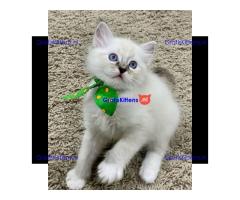 Prachtige Gccf Ragdoll Kittens,..