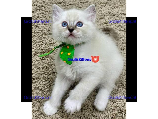 Prachtige Gccf Ragdoll Kittens,..