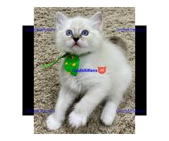 Prachtige Gccf Ragdoll Kittens,..