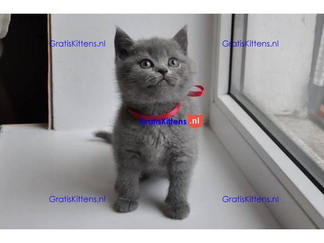 Prachtige Britse Korthaar Kittens,..app me op: +44 7453 907158