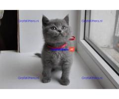 Prachtige Britse Korthaar Kittens,..app me op: +44 7453 907158