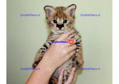 Savannah kittens serval en caracal 4 weken oud.,.app me op:  +44 7453 907158