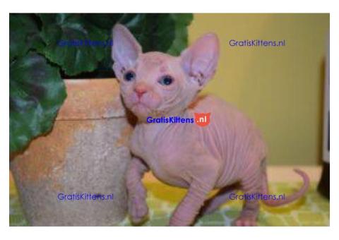 Prachtige Sphynx-kittens. WhatsApp me op: +44 7453 907158