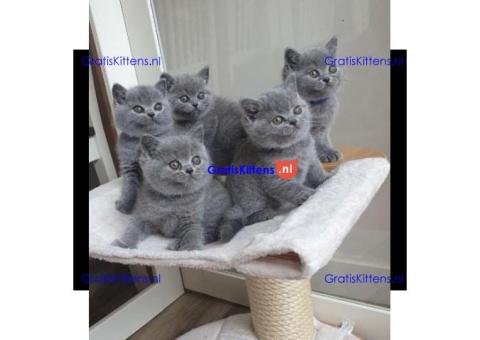 Gratis kittens beschikbaar