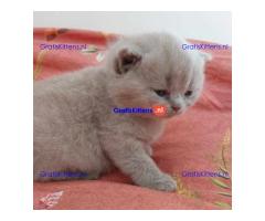 Gratis kittens beschikbaar