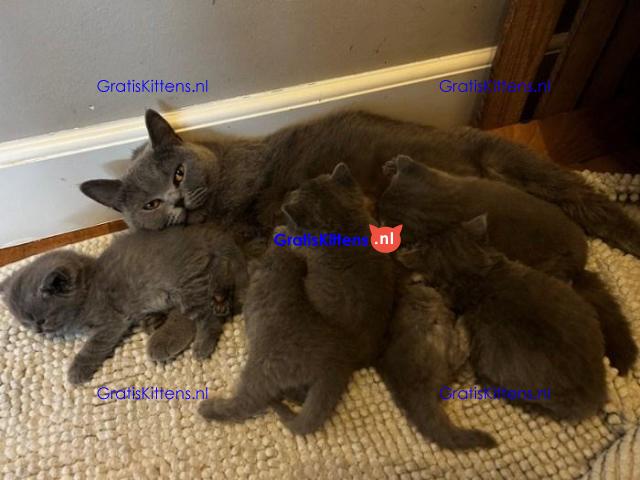 Gratis kittens beschikbaar