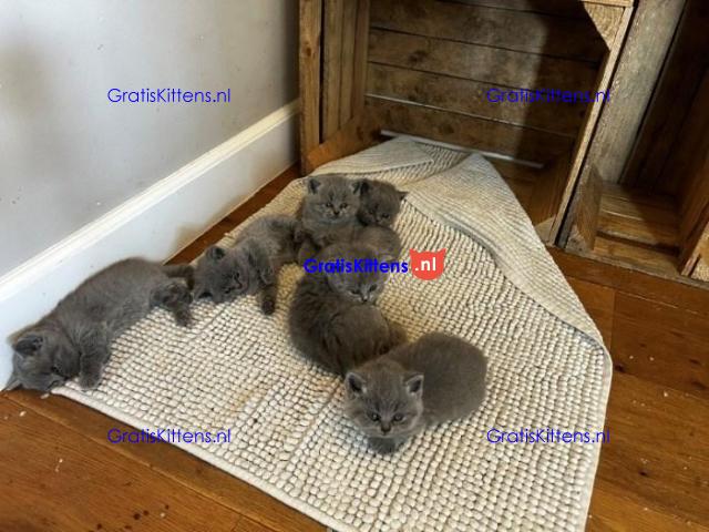 Gratis kittens beschikbaar
