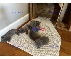 Gratis kittens beschikbaar