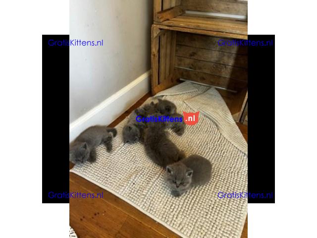 Gratis kittens beschikbaar