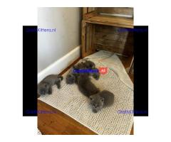 Gratis kittens beschikbaar