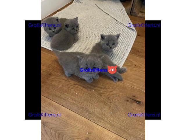 Gratis kittens beschikbaar