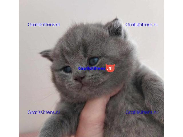 Gratis kittens beschikbaar