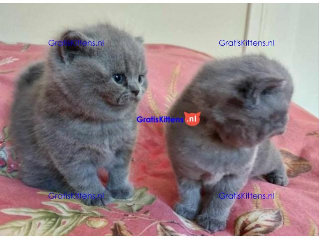 Gratis kittens beschikbaar