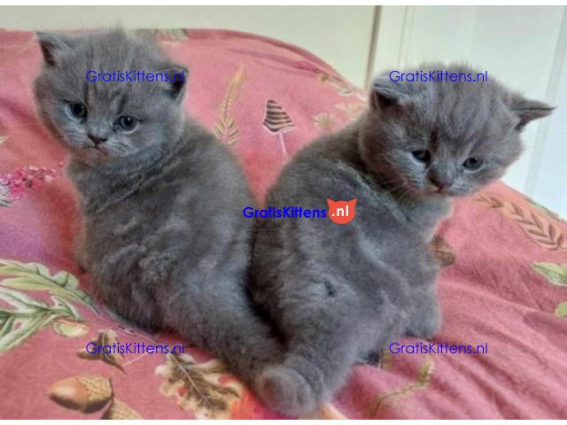 Gratis kittens beschikbaar