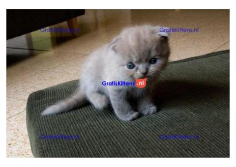 Gratis kittens beschikbaar