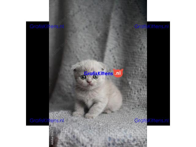 Gratis kittens beschikbaar