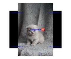 Gratis kittens beschikbaar