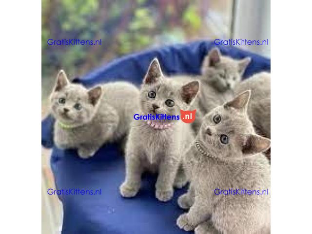 Gratis kittens beschikbaar