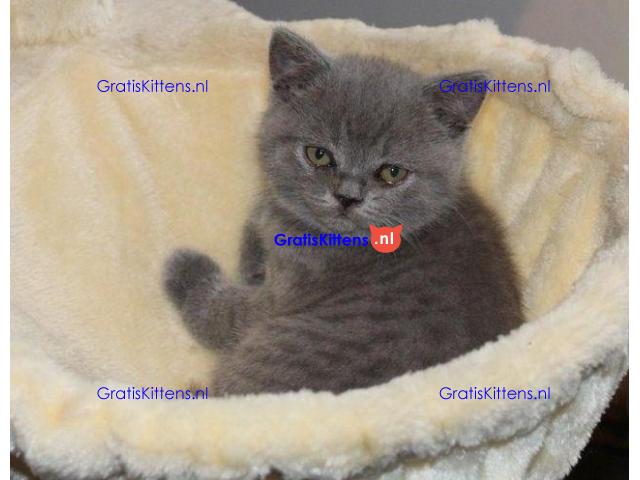 Gratis af te halen 5 katten brits korthair