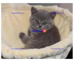 Gratis af te halen 5 katten brits korthair