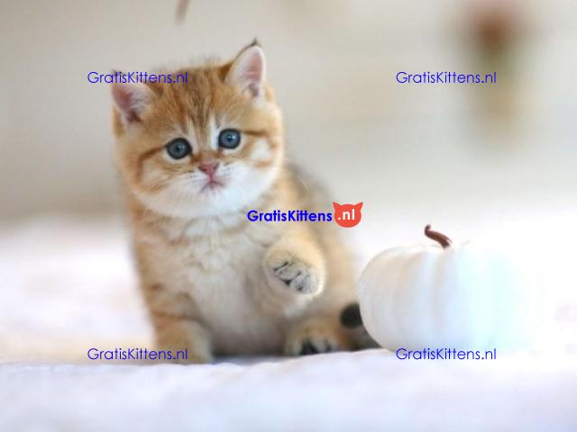 Gratis af te halen 5 katten brits korthair