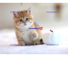 Gratis af te halen 5 katten brits korthair