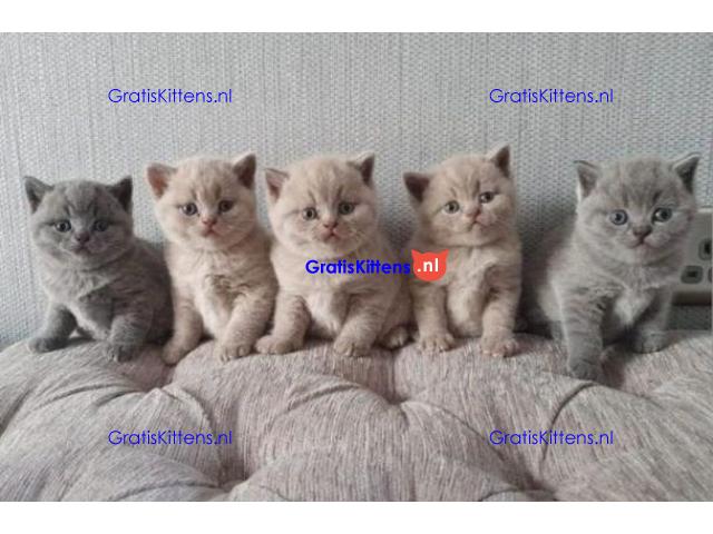 Gratis af te halen 5 katten brits korthair
