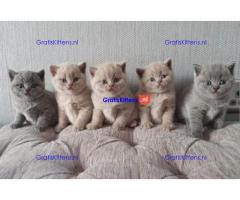 Gratis af te halen 5 katten brits korthair