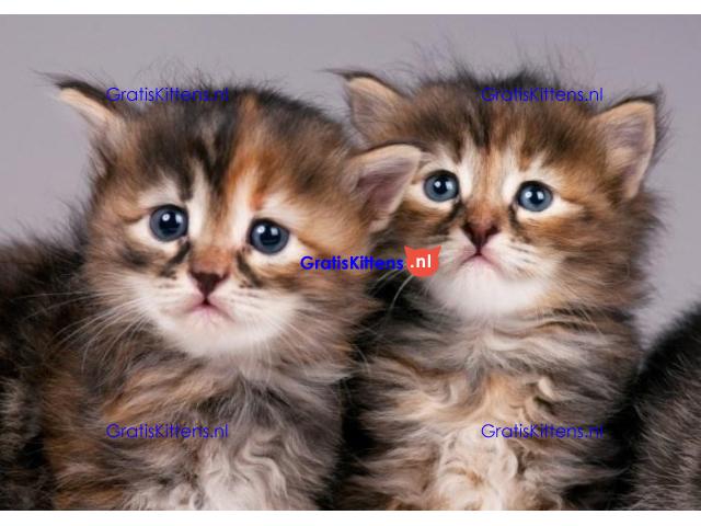 Gratis af te halen 5 katten Siberische