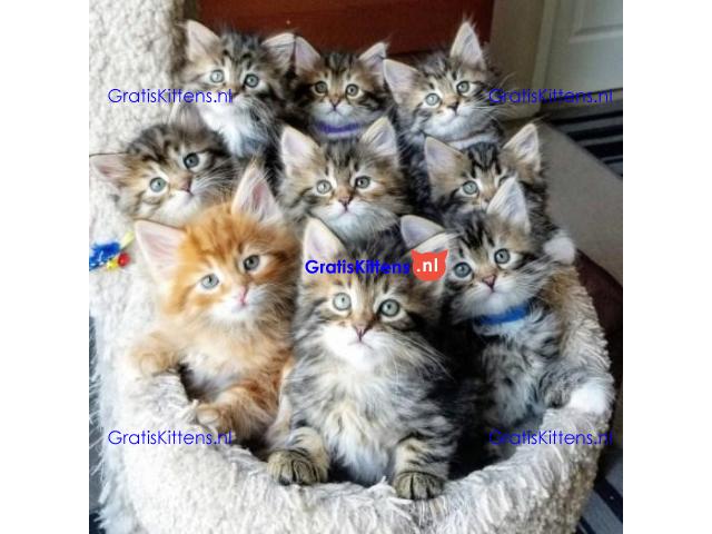 Gratis af te halen 5 katten Siberische