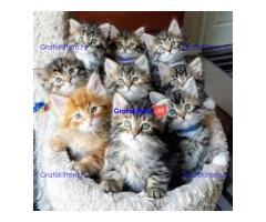 Gratis af te halen 5 katten Siberische