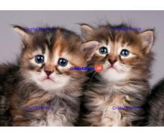 Gratis af te halen 5 katten Siberische