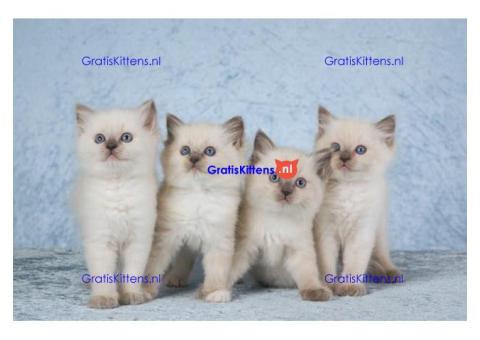 Gratis af te halen 10 katten Ragdoll
