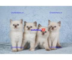 Gratis af te halen 10 katten Ragdoll