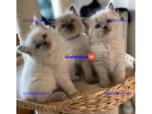 Gratis af te halen 10 katten Ragdoll