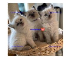 Gratis af te halen 10 katten Ragdoll