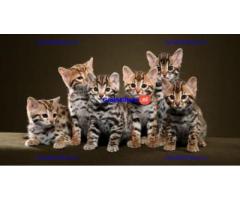 Gratis af te halen 8 katten bengalse