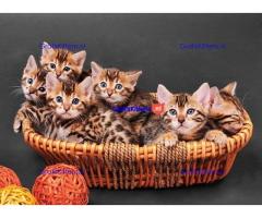 Gratis af te halen 8 katten bengalse