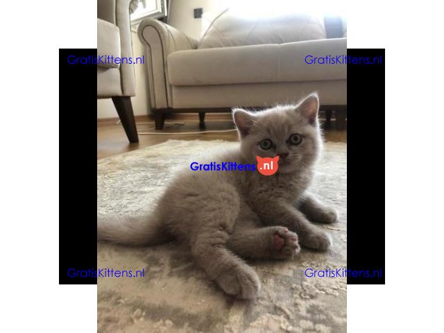 Gratis af te halen 5 katten brits korthair