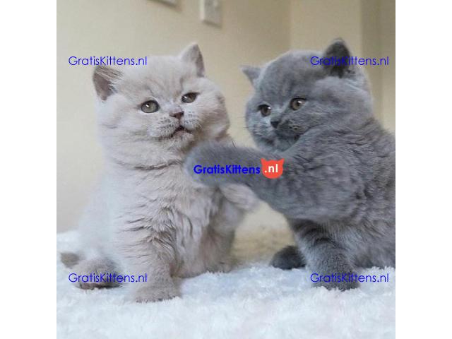 Gratis af te halen 5 katten brits korthair