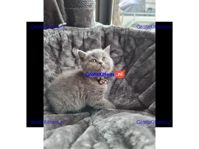 Britse korthaar (kittens)