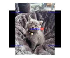 Britse korthaar (kittens)