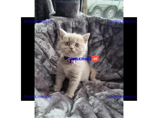 Britse korthaar (kittens)