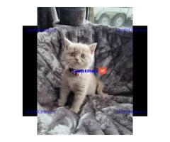 Britse korthaar (kittens)
