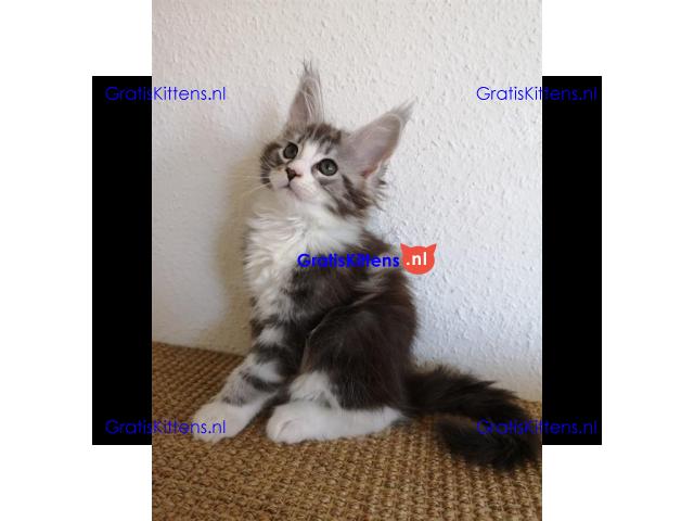 Mooie Maine coon kittens zonder stamboom