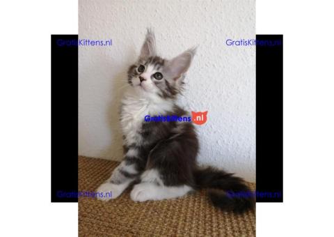Mooie Maine coon kittens zonder stamboom