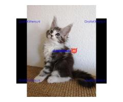 Mooie Maine coon kittens zonder stamboom