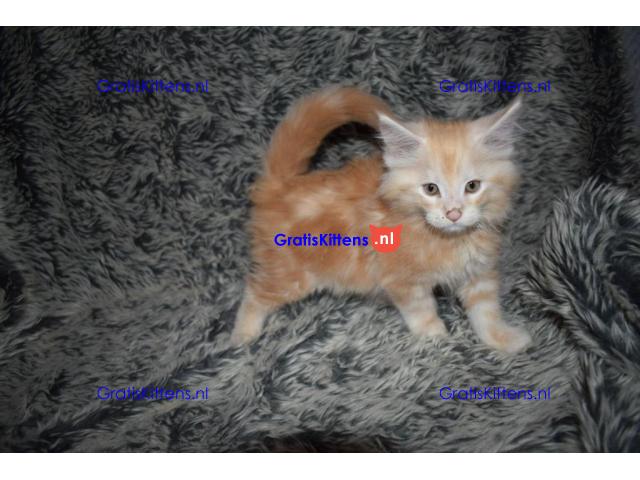 Mooie Maine coon kittens zonder stamboom